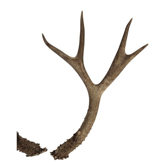 Matching Deer Antlers Set Real Antlers Rustic Decor Craft Pair for Cabin Farmhou - Picture 3 of 11